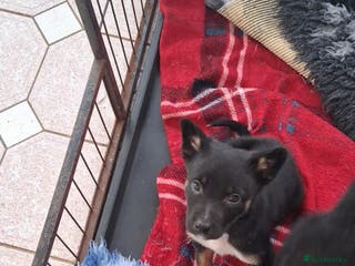 Mixed Breed dogs Kelpie cross collie pups. - Advert 9