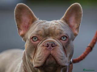 French Bulldog dogs Isabella new shade L4 fluffy carrier in Manchester - Advert 16