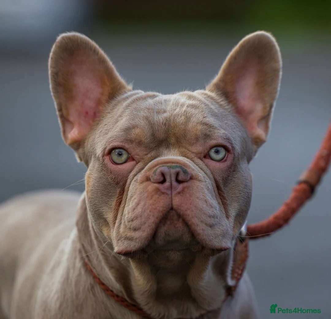 French Bulldog dogs for stud: Isabella new shade L4 fluffy carrier in Manchester - Advert 1