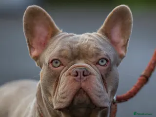 French Bulldog dogs Isabella new shade L4 fluffy carrier in Manchester - Advert 21