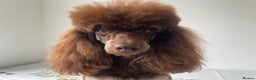 Toy Poodle dogs for stud: ***Kc chocolate phantom none fading *** in Retford - Advert 9