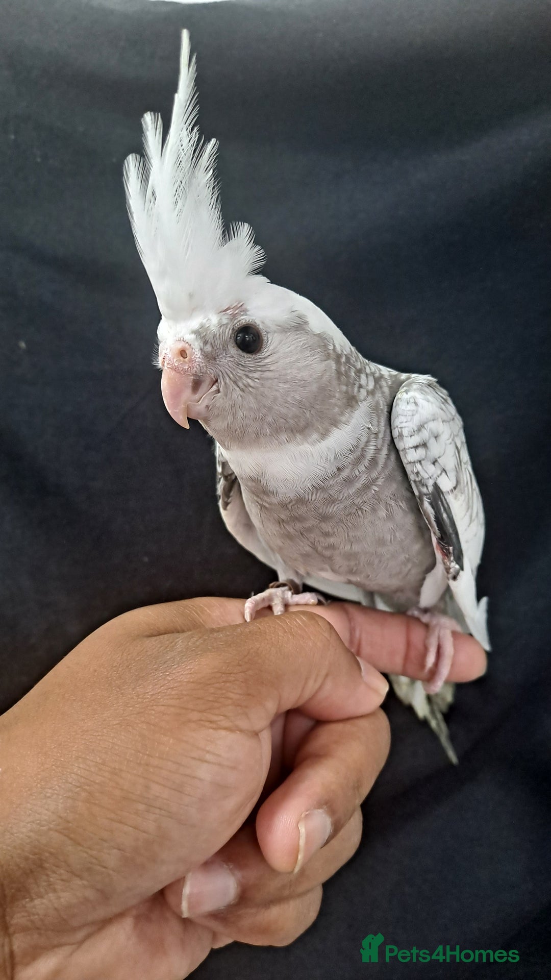 Cockatiels birds for sale: Silly hand tamed baby cockatiels for sale  - Image 18
