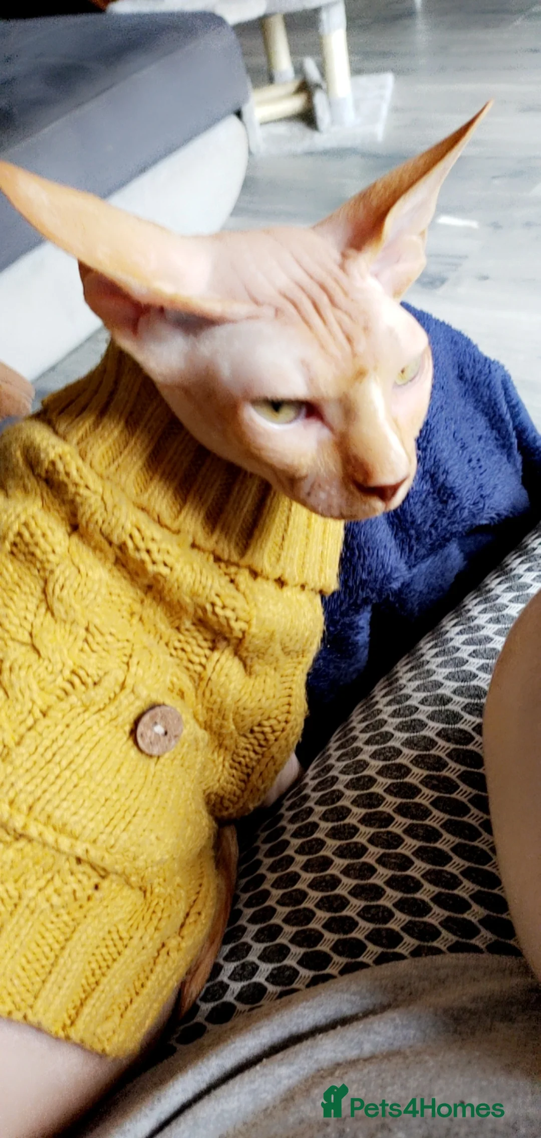 Sphynx cats for sale: Sphynx male for sale  - Advert 1