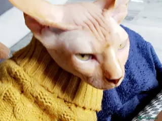 Sphynx cats Sphynx male for sale - Advert 3