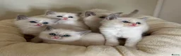 Ragdoll cats for sale: Gorgeous ragdoll kittens - Advert 1