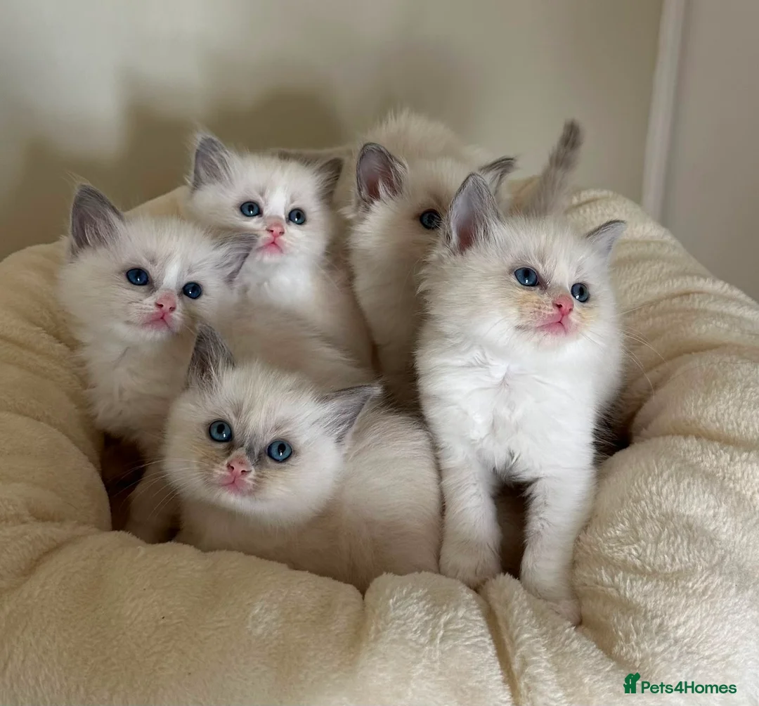 Ragdoll cats for sale: Gorgeous ragdoll kittens - Advert 1