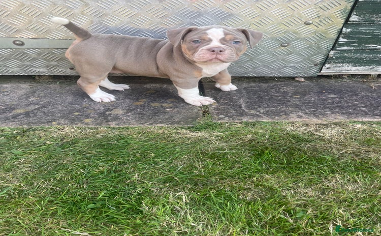 Old Tyme Bulldog dogs - Advert 13