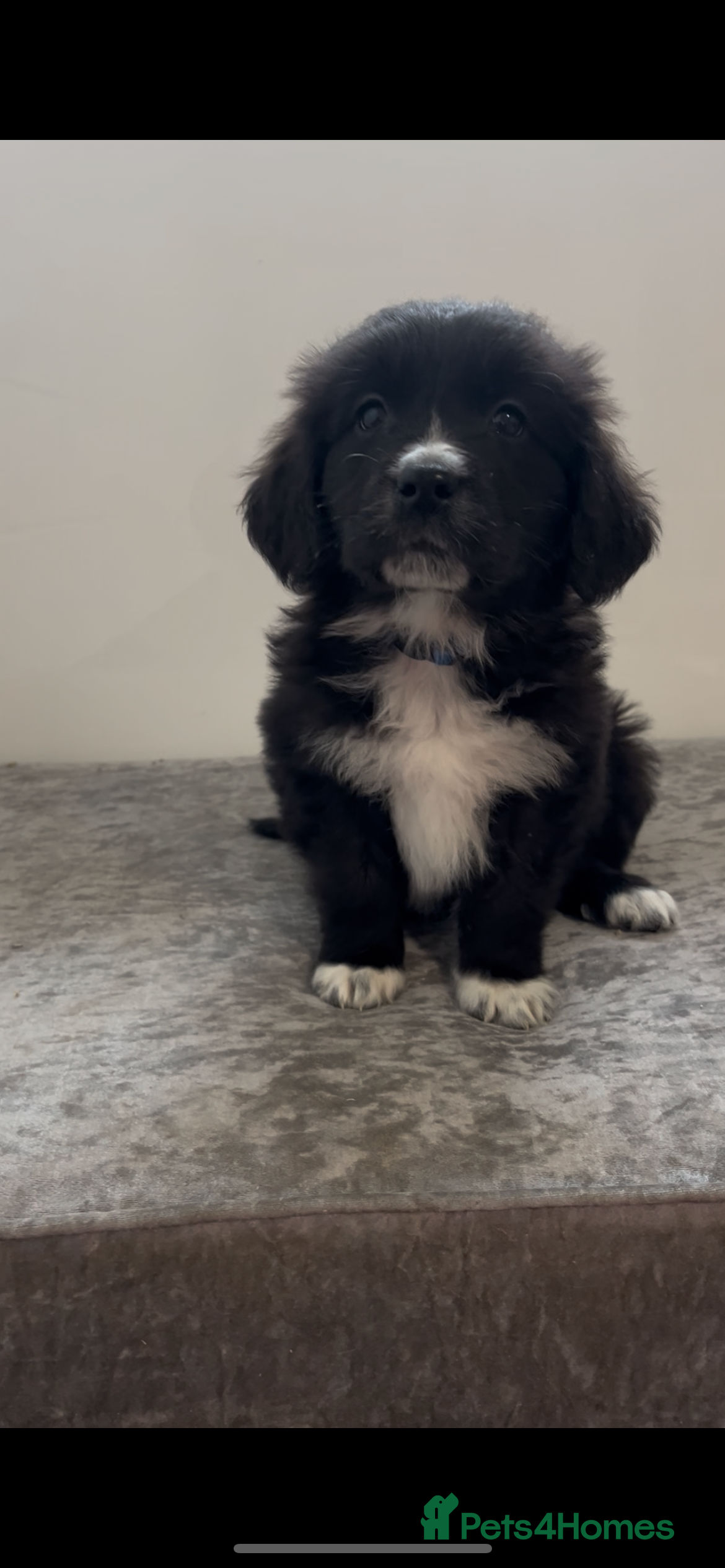 Mixed Breed dogs Australian Shepherd x Golden Retriever Puppies - Advert 6