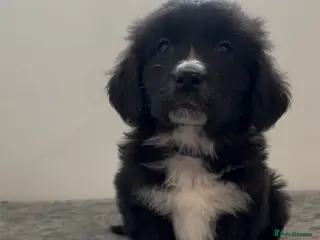 Mixed Breed dogs Australian Shepherd x Golden Retriever Puppies - Advert 6