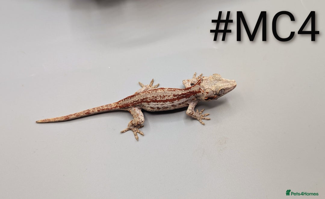 Gecko reptiles for sale: Red Stripe Gargoyle Gecko CB24 - Advert 5