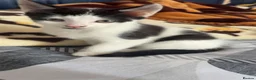 Mixed Breed cats for sale: gorgeous boys in Mansfield - Advert 3