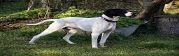 Pointer dogs for adoption: Oliver.From Broken to Brave.Ready for Forever Home - Advert 2