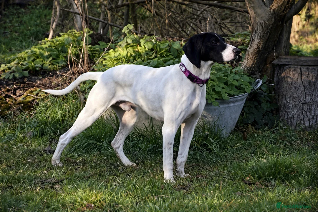 Pointer dogs for adoption: Oliver.From Broken to Brave.Ready for Forever Home - Advert 2