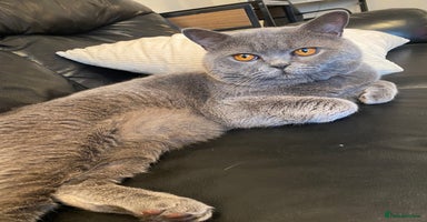 British Shorthair cats - Advert 11