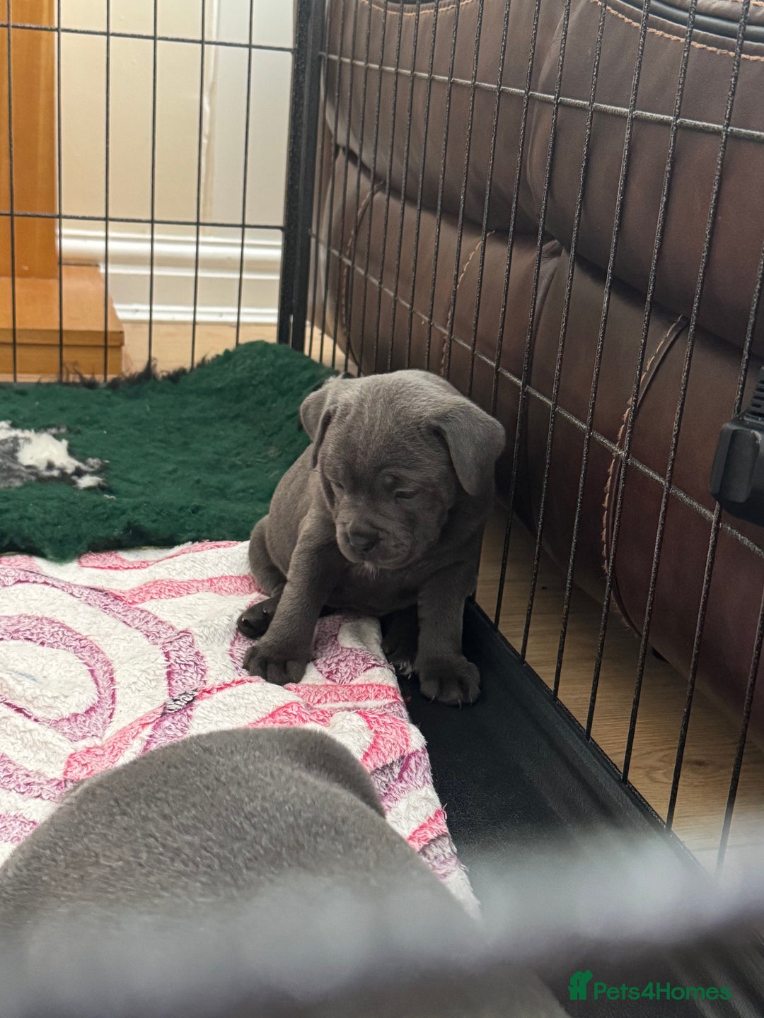 Staffordshire Bull Terrier dogs for sale: Amazing blue Staffordshire bull terrier puppies  in Stoke-on-Trent - Image 15