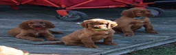 Irish Setter dogs for sale: Adorable lovable irish Setter puppies  - Advert 11