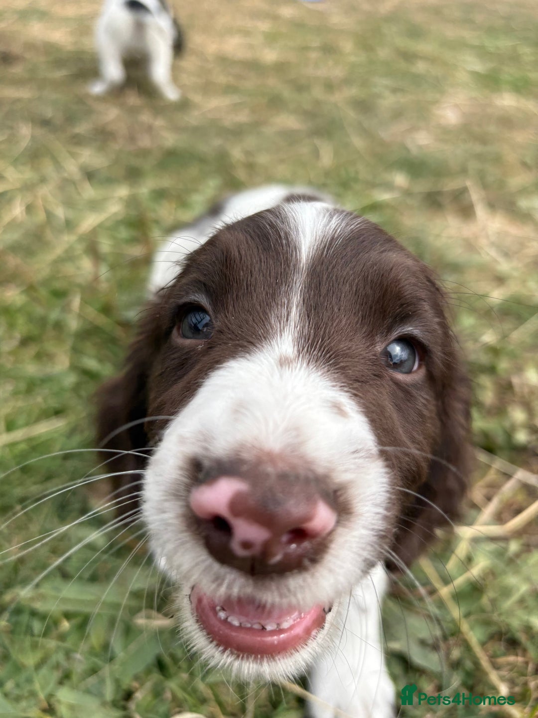 English Springer Spaniel dogs for sale: Working Springer Spaniels  - Image 6