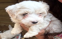 Maltipoo dogs for sale: 🌟 RARE COLOURED MALTIPOO PUPPIES 🌟 - Image 6
