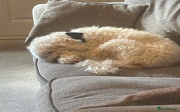 Cockapoo dogs for sale: 8 year old Cockapoo needs home - Advert 4
