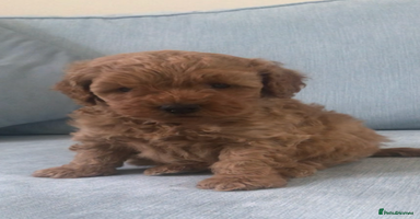 Cockapoo dogs - Advert 8