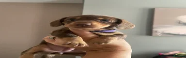 Miniature Dachshund 3