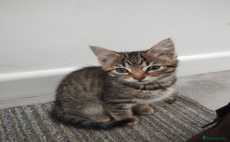 Mixed Breed cats - Advert 12