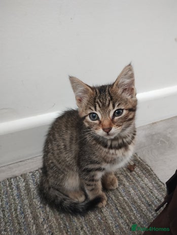 Mixed Breed cats - Advert 5