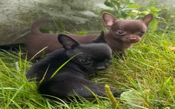 Chorkie dogs for sale: Chorkie puppies for forever homes  - Image 18