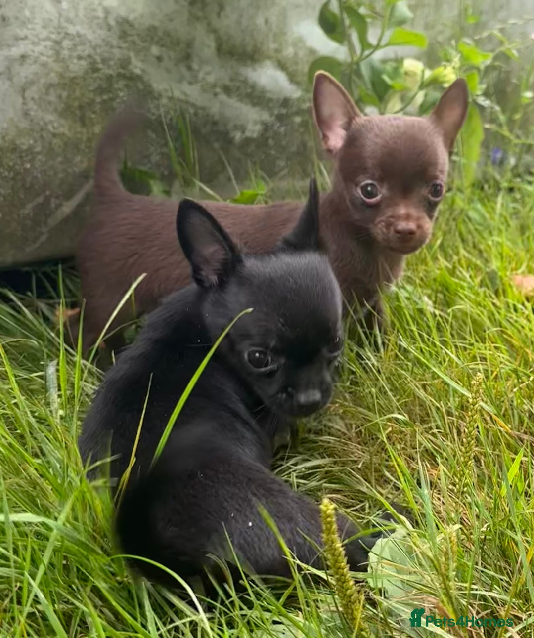 Chorkie dogs for sale: Chorkie puppies for forever homes  - Image 18
