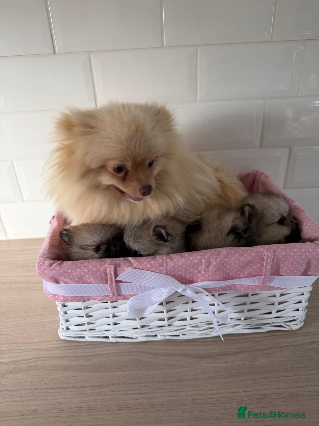 Pomeranian dogs for sale: 4 beautiful Pomeranians available for reservation - Advert 18