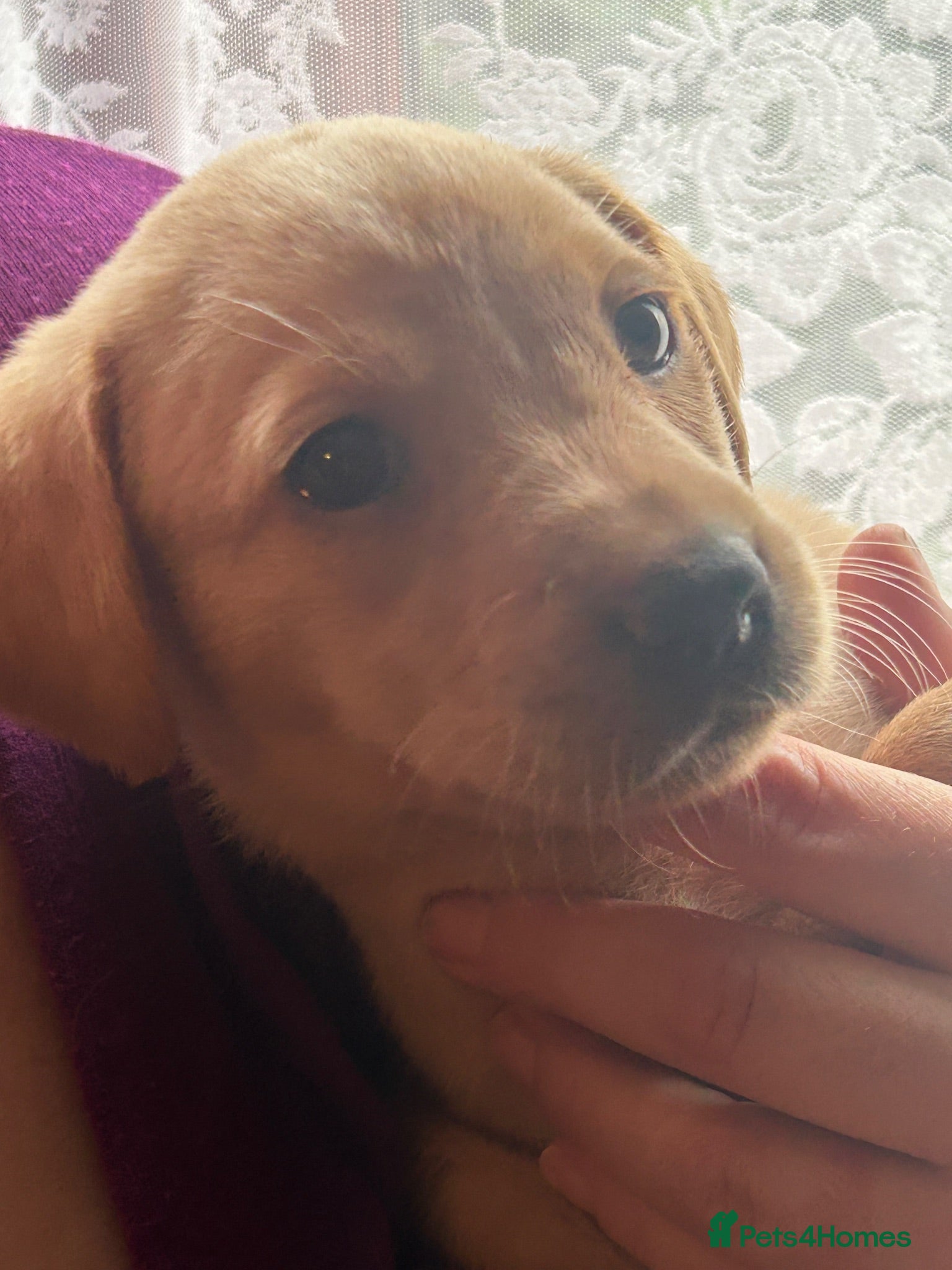 Labrador Retriever dogs Gorgeous Labrador girl puppies  - Advert 1