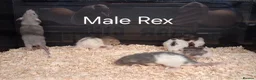 Rat rodents for sale: Baby Dumbo Rat's, Natural , Rex , Nakeds  - Advert 18
