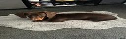 Dachshund dogs for sale: 3 year old female dachshund - Advert 6