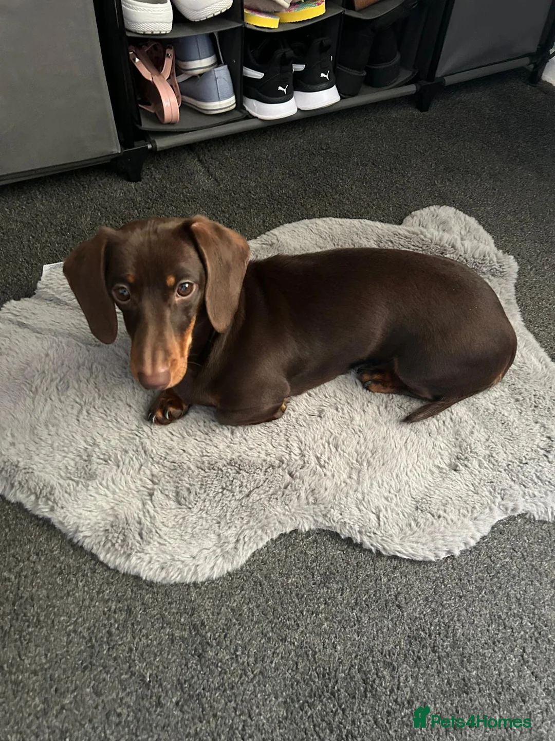 Dachshund dogs for sale: 3 year old female dachshund - Advert 6