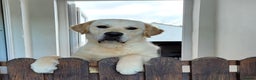 Golden Retriever dogs for stud: Cesarka Golden Retrievers in Conwy - Advert 13