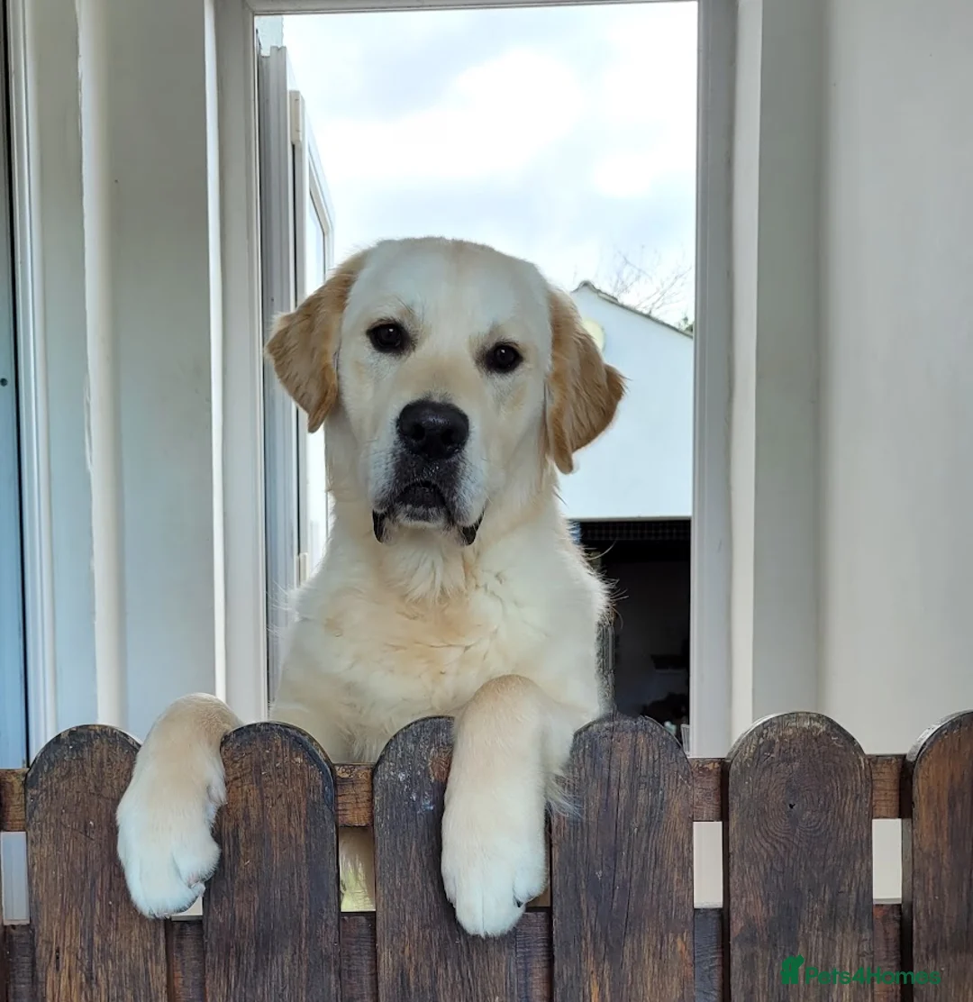 Golden Retriever dogs for stud: Cesarka Golden Retrievers in Conwy - Advert 14