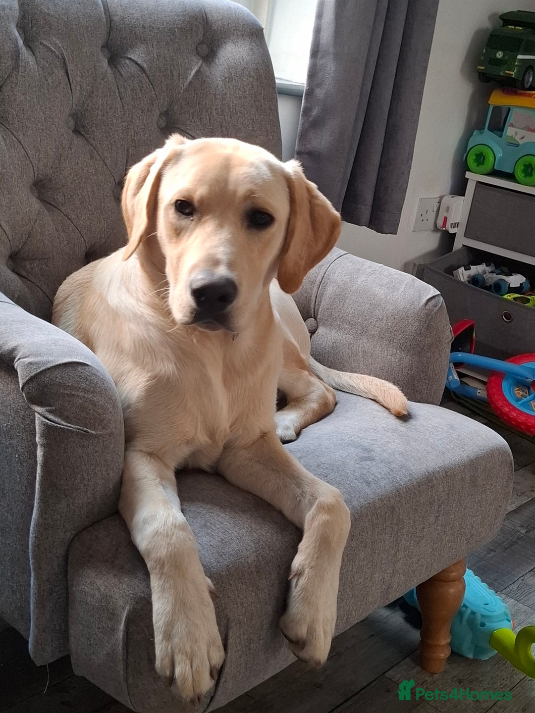 Labradoodle dogs for sale: Labradoodle male 8 months old  - Image 1