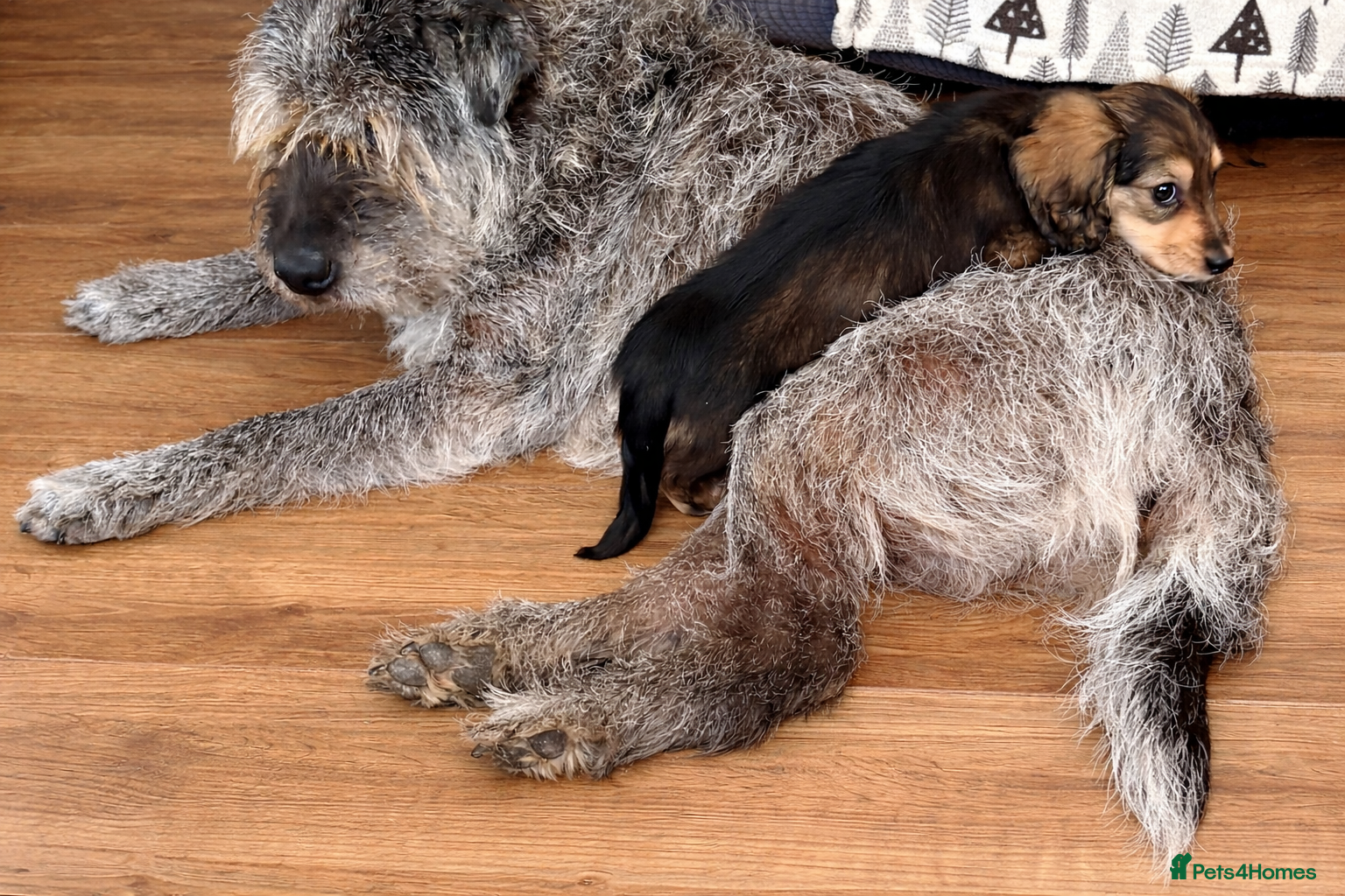 Miniature Dachshund dogs Miniature Longhaired Dachshunds  - Advert 2