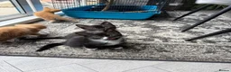 Mixed Breed cats for sale: 4 Beautiful Kittens looking for their new home  - Advert 6
