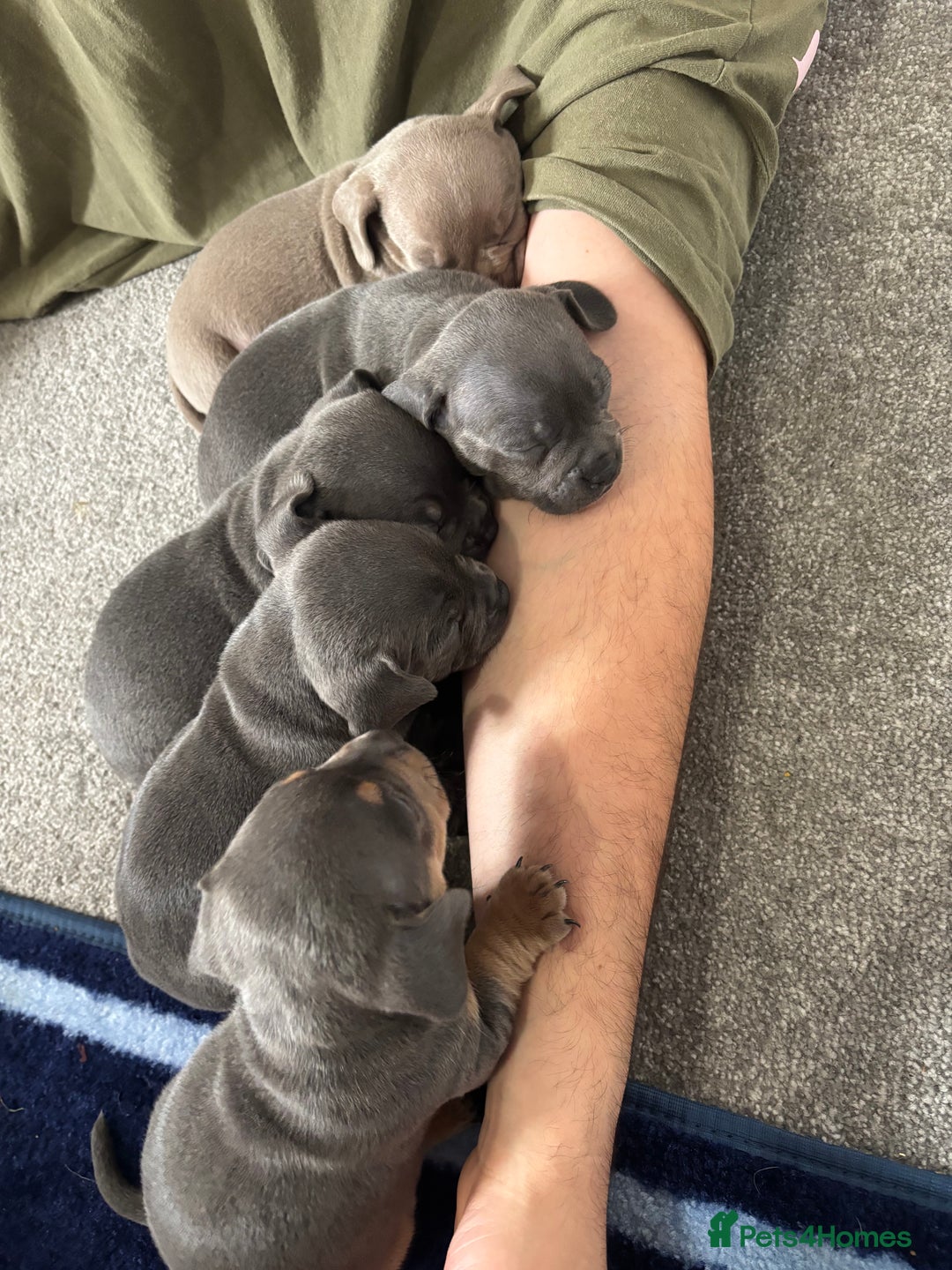 Mixed Breed dogs for sale: Unreal Frenchweiner puppy’s 🥹 - Image 18