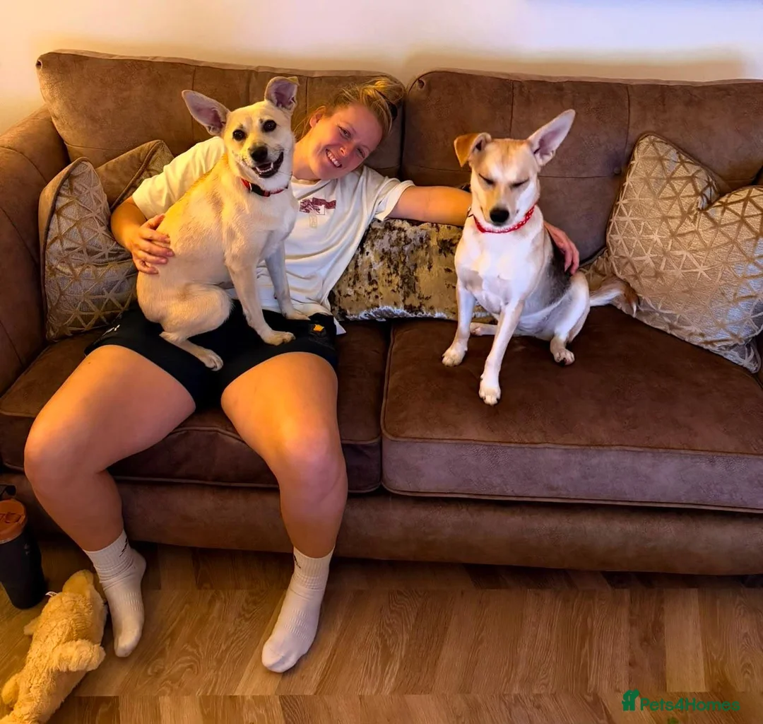 Mixed Breed dogs for adoption: ❤️ CARAMEL & ❤️STELLA – SISTERS IN MISFORTUNE - Advert 2