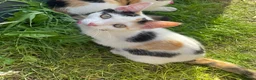 Domestic Shorthair cats for sale: Friendly 4 month old kittens for sale in Leicester - Advert 5
