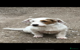 Mixed Breed dogs for sale: Lakeland x Russell puppies - Image 2