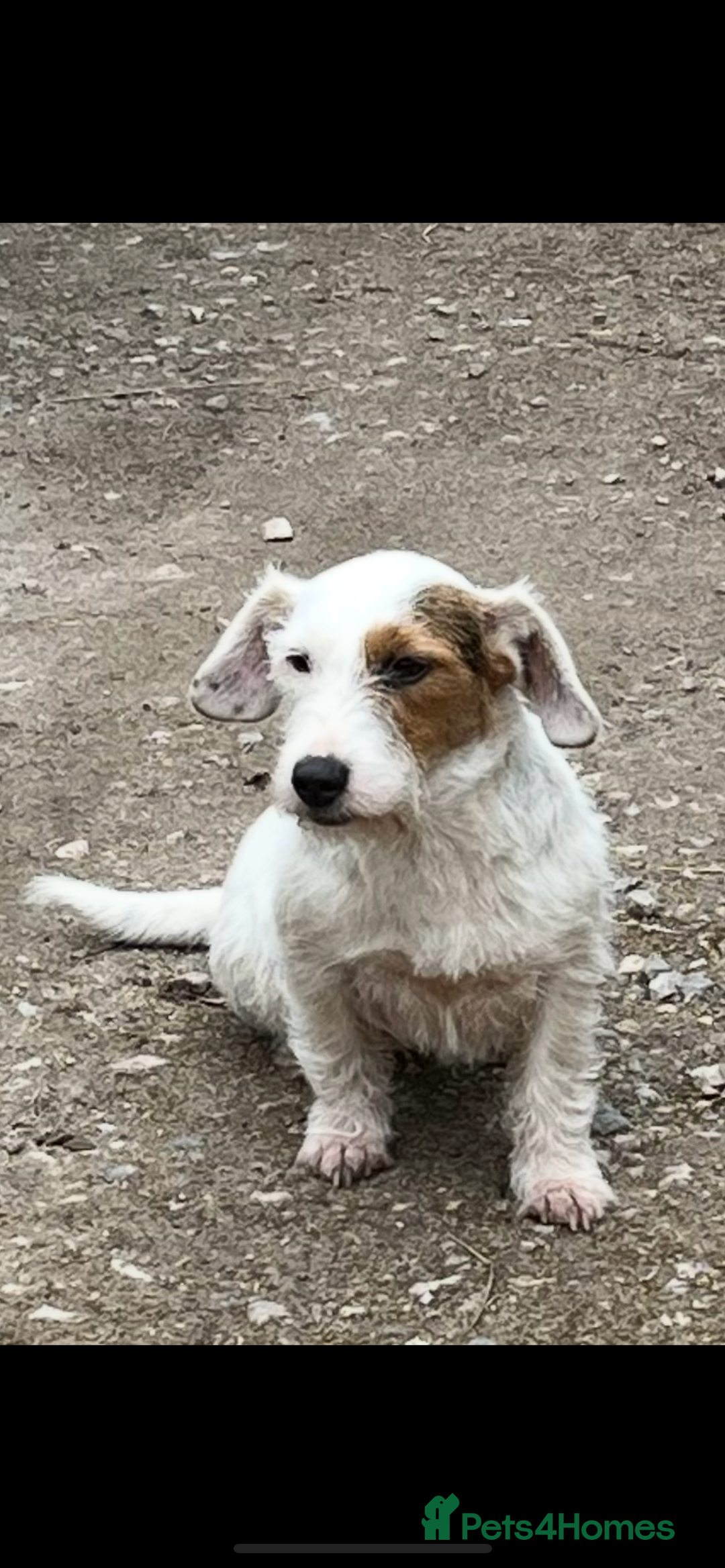 Mixed Breed dogs for sale: Lakeland x Russell puppies - Image 2