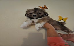 Lhasa Apso dogs for sale: Lovely pedigree puppys - Image 2