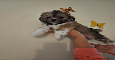 Lhasa Apso dogs - Advert 12