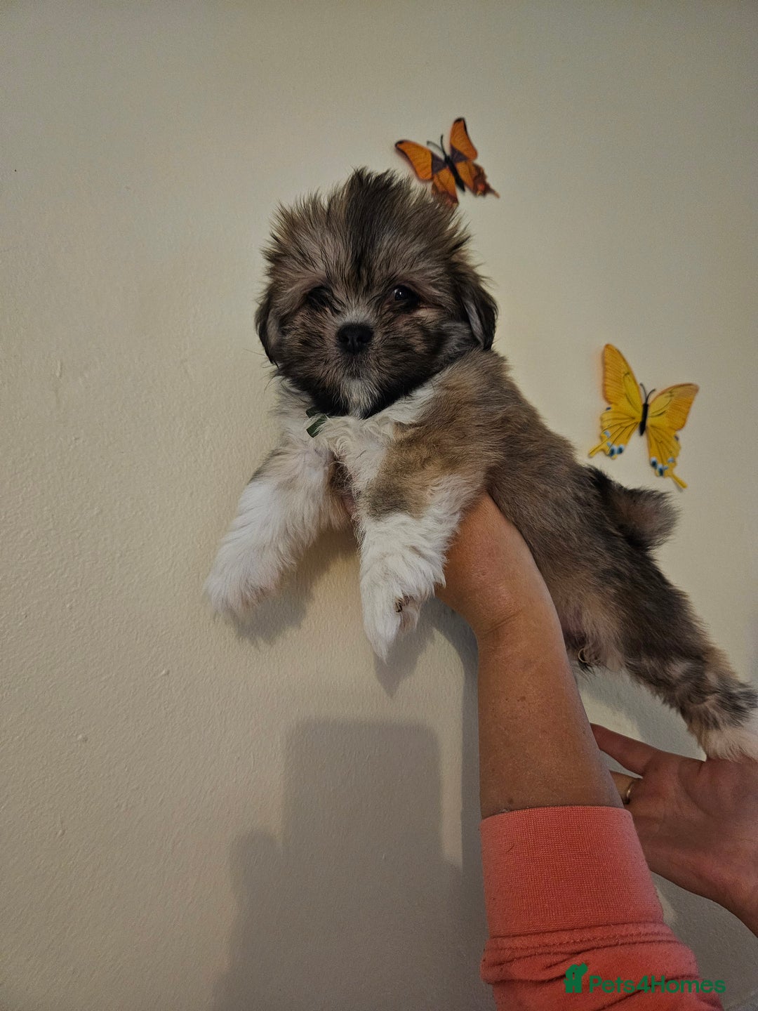 Lhasa Apso dogs for sale: Lovely pedigree puppys - Image 2