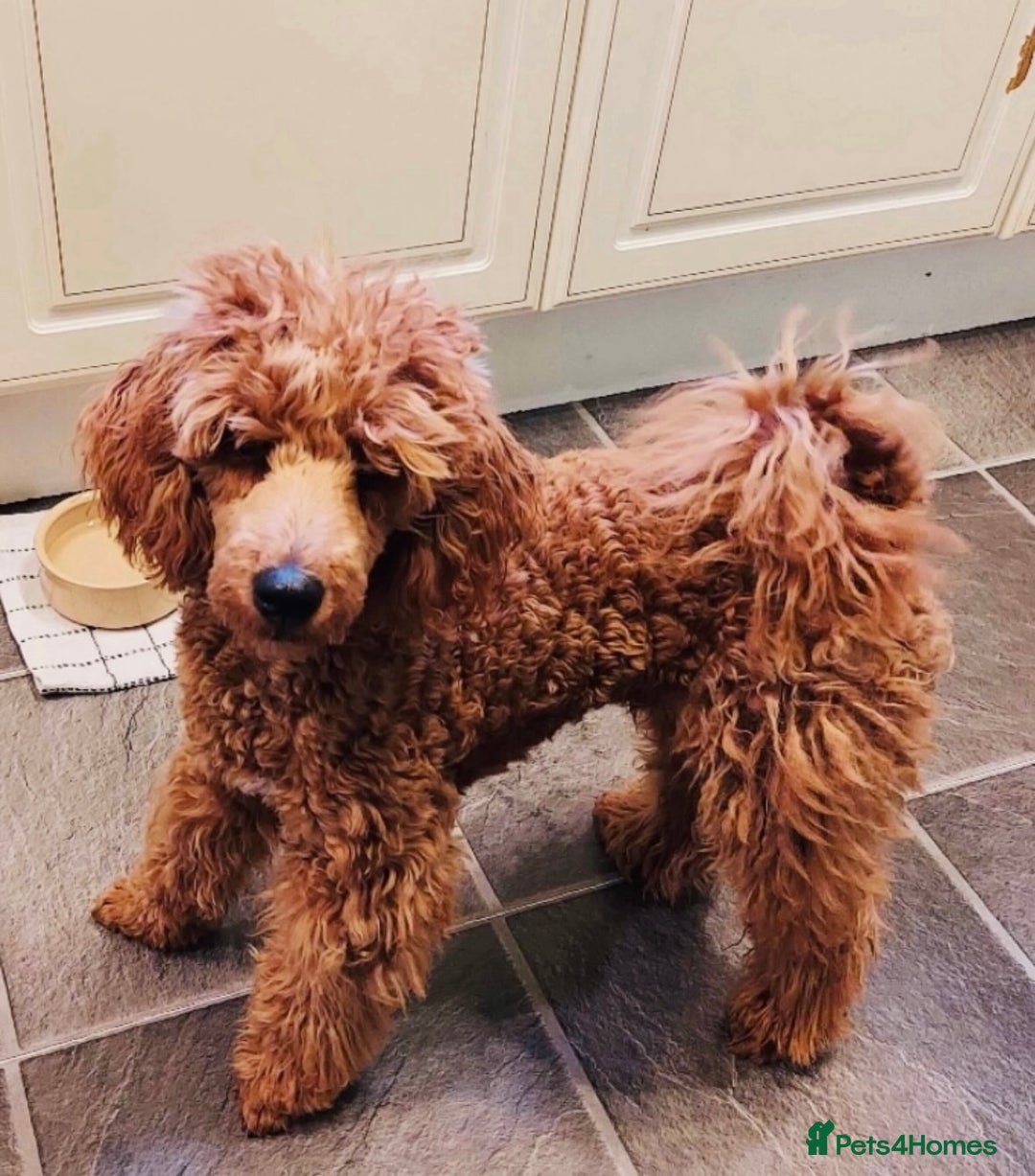 Cavapoo dogs for sale: Beautiful red cavapoos - Advert 7