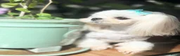 Maltese dogs for sale: 💙adorable full Korean maltese boy KC Reg💙 - Advert 4