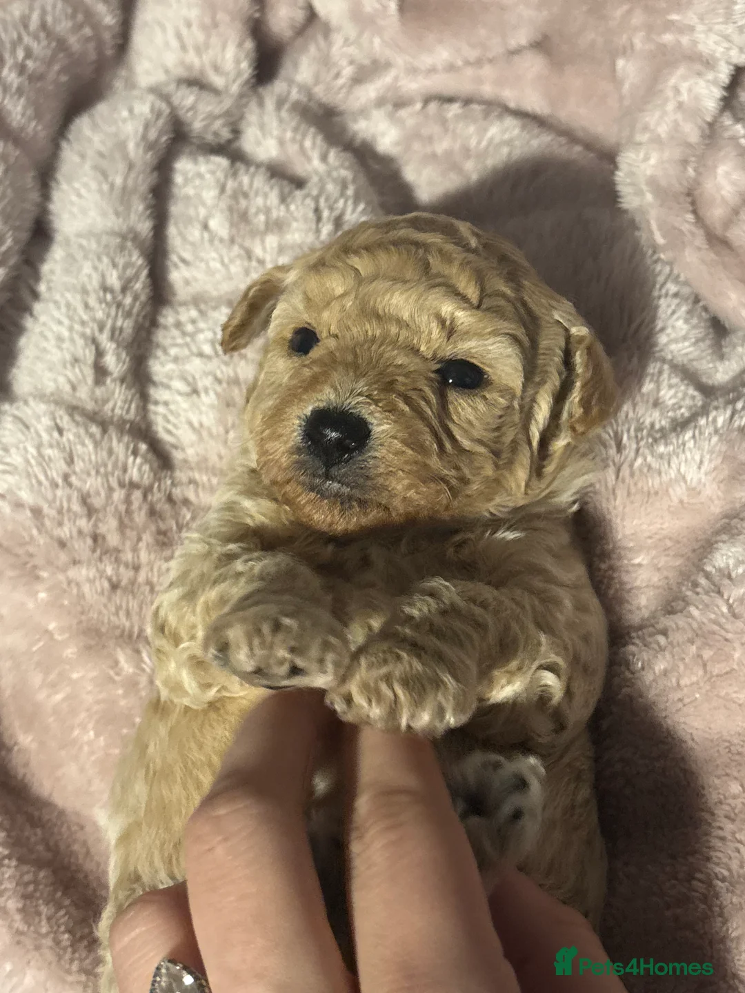 Poochon dogs for sale: Beautiful Poochon Puppies  - Advert 10